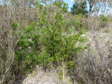 APII jpeg image of Grevillea  © contact APII