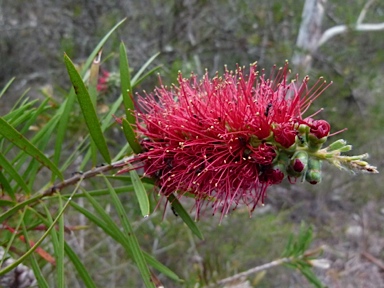 APII jpeg image of Melaleuca phoenicea  © contact APII