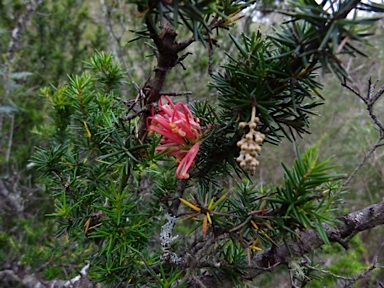 APII jpeg image of Grevillea juniperina  © contact APII