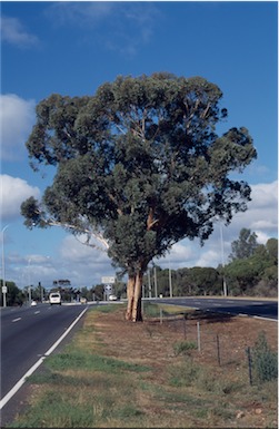 APII jpeg image of Eucalyptus astringens  © contact APII