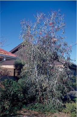 APII jpeg image of Eucalyptus caesia subsp. magna  © contact APII