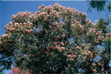 APII jpeg image of Eucalyptus calophylla var. rosea  © contact APII