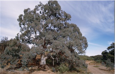 APII jpeg image of Eucalyptus camaldulensis  © contact APII