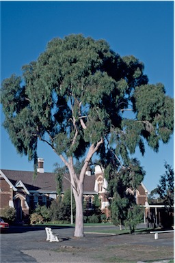 APII jpeg image of Corymbia citriodora  © contact APII