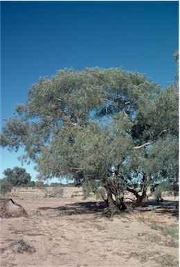 APII jpeg image of Eucalyptus coolibah subsp. arida  © contact APII