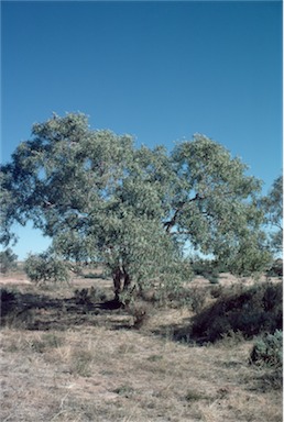 APII jpeg image of Eucalyptus coolibah subsp. arida  © contact APII