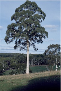 APII jpeg image of Eucalyptus dalrympleana  © contact APII