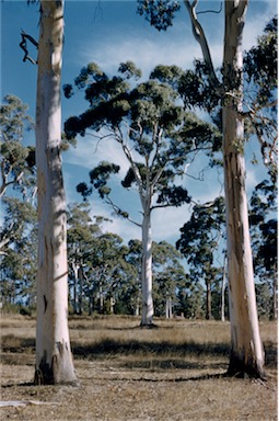 APII jpeg image of Eucalyptus dalrympleana  © contact APII