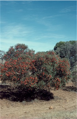 APII jpeg image of Eucalyptus dolichorhyncha  © contact APII