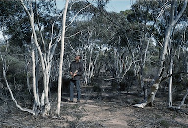 APII jpeg image of Eucalyptus erythronema  © contact APII