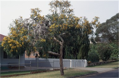 APII jpeg image of Eucalyptus erythrocorys  © contact APII