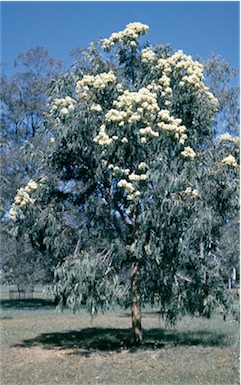 APII jpeg image of Corymbia eximia  © contact APII