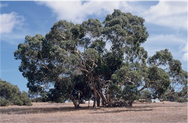 APII jpeg image of Eucalyptus fasciculosa  © contact APII