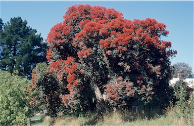 APII jpeg image of Corymbia ficifolia  © contact APII