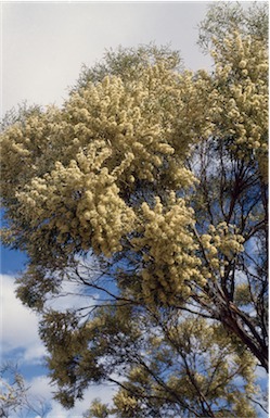 APII jpeg image of Eucalyptus leptophylla  © contact APII