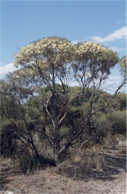 APII jpeg image of Eucalyptus leptophylla  © contact APII