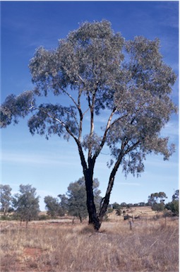 APII jpeg image of Eucalyptus intertexta  © contact APII