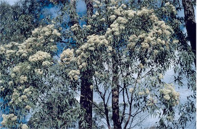 APII jpeg image of Corymbia gummifera  © contact APII