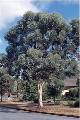 APII jpeg image of Eucalyptus gardneri  © contact APII