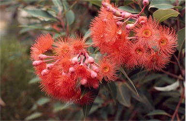 APII jpeg image of Corymbia ficifolia  © contact APII