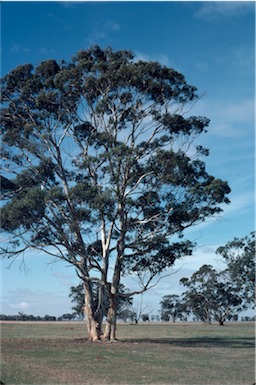 APII jpeg image of Eucalyptus  leucoxylon  © contact APII