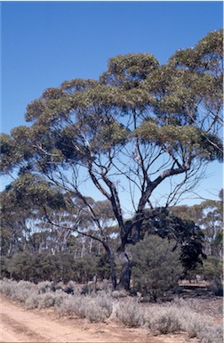 APII jpeg image of Eucalyptus  longicornis  © contact APII