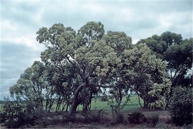 APII jpeg image of Eucalyptus marginata  © contact APII