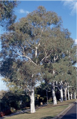 APII jpeg image of Eucalyptus mannifera  © contact APII