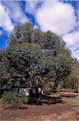 APII jpeg image of Eucalyptus  megacornuta  © contact APII