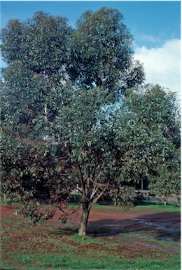 APII jpeg image of Eucalyptus  megacornuta  © contact APII