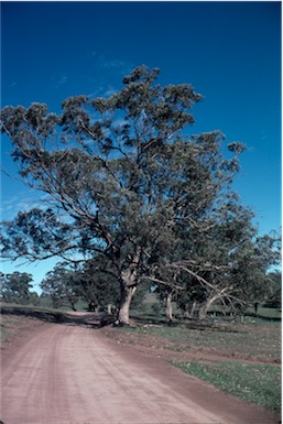 APII jpeg image of Eucalyptus  microcarpa  © contact APII