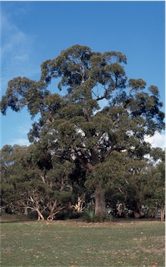 APII jpeg image of Eucalyptus  obliqua  © contact APII