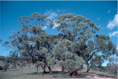 APII jpeg image of Eucalyptus  odorata  © contact APII