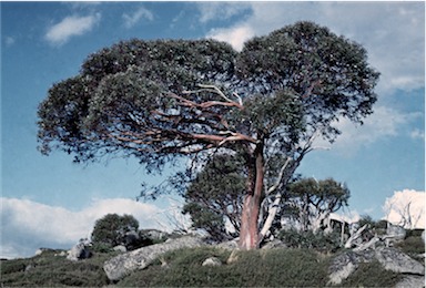 APII jpeg image of Eucalyptus  pauciflora subsp. niphophila  © contact APII