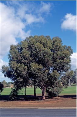 APII jpeg image of Eucalyptus  platypus  © contact APII