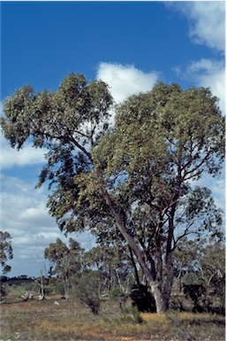 APII jpeg image of Eucalyptus  populnea  © contact APII