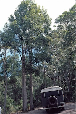 APII jpeg image of Eucalyptus robusta  © contact APII