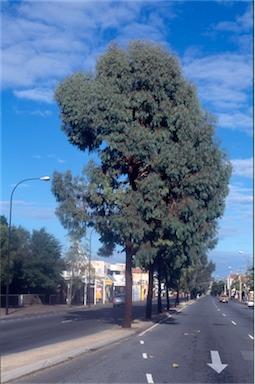 APII jpeg image of Eucalyptus  sideroxylon  © contact APII