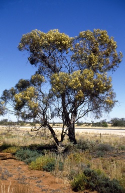 APII jpeg image of Eucalyptus socialis  © contact APII