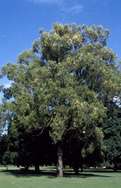 APII jpeg image of Eucalyptus  siderophloia  © contact APII