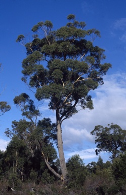 APII jpeg image of Eucalyptus  sieberi  © contact APII