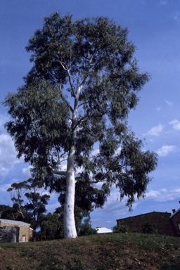 APII jpeg image of Eucalyptus  scoparia  © contact APII