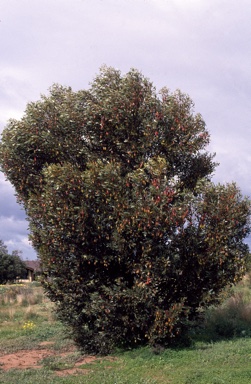 APII jpeg image of Eucalyptus stoatei  © contact APII