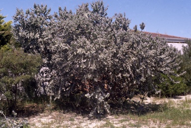 APII jpeg image of Eucalyptus pleurocarpa  © contact APII