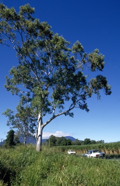 APII jpeg image of Eucalyptus  tereticornis  © contact APII