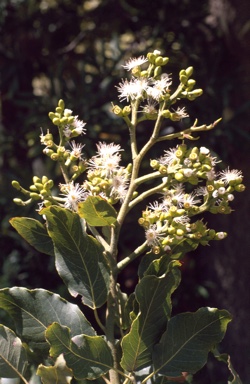 APII jpeg image of Corymbia torelliana  © contact APII