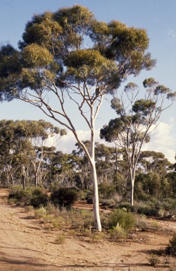 APII jpeg image of Eucalyptus  transcontinentalis  © contact APII