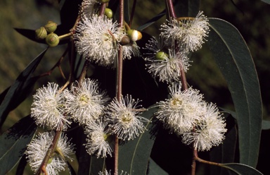 APII jpeg image of Eucalyptus viminalis  © contact APII