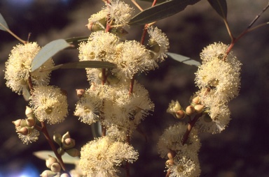 APII jpeg image of Eucalyptus yalatensis  © contact APII