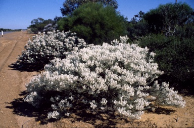 APII jpeg image of Lachnostachys eriobotrya  © contact APII